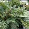 Thumbnail #3 of Polystichum aculeatum by DaylilySLP