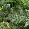 Thumbnail #5 of Polystichum aculeatum by DaylilySLP