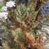 Thumbnail #2 of Cheilanthes quadripinnata by growin