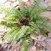 Thumbnail #1 of Polystichum neolobatum by palmbob