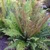 Thumbnail #3 of Blechnum discolor by RosinaBloom
