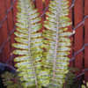 Thumbnail #2 of Blechnum discolor by Cretaceous