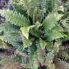 Thumbnail #5 of Blechnum discolor by RosinaBloom