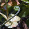 Thumbnail #2 of Tectaria zeylanica by Cretaceous