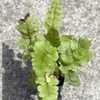 Thumbnail #3 of Tectaria zeylanica by Cretaceous