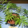 Thumbnail #3 of Pteris tremula by palmbob