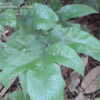 Thumbnail #2 of Tectaria heracleifolia by Craig_R_Jackson
