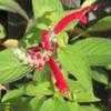 Thumbnail #1 of Salvia elegans by Joy