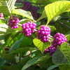 Thumbnail #2 of Callicarpa americana by sunkissed