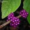 Thumbnail #4 of Callicarpa americana by Equilibrium