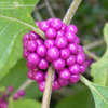 Thumbnail #5 of Callicarpa americana by Puddin1107