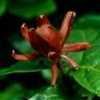 Thumbnail #5 of Calycanthus floridus by TraciS