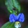 Thumbnail #1 of Commelina communis by Lophophora