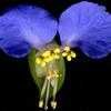 Thumbnail #4 of Commelina communis by vince