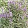 Thumbnail #2 of Agastache foeniculum by cbrandenburg