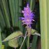 Thumbnail #5 of Agastache foeniculum by Joy