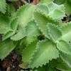 Thumbnail #1 of Plectranthus amboinicus by jonivy