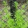 Thumbnail #1 of Galium aparine by htop