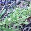 Thumbnail #2 of Galium aparine by Terry