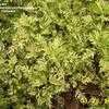 Thumbnail #2 of Artemisia vulgaris by busybee