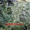 Thumbnail #5 of Artemisia vulgaris by ArianesGrandma