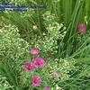 Thumbnail #5 of Allium tuberosum by mystic
