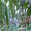 Thumbnail #4 of Allium tuberosum by mystic