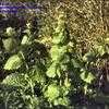 Thumbnail #1 of Alliaria petiolata by kennedyh