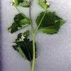 Thumbnail #2 of Alliaria petiolata by henryr10