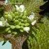 Thumbnail #3 of Alliaria petiolata by KCnoxiousweeds