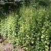 Thumbnail #5 of Alliaria petiolata by Equilibrium