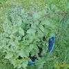 Thumbnail #3 of Mentha x piperita subsp. citrata by NatureWalker