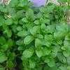 Thumbnail #5 of Mentha x piperita subsp. citrata by BUFFY690