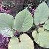 Thumbnail #3 of Piper auritum by suncatcheracres