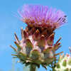 Thumbnail #3 of Cynara cardunculus by growin