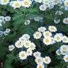 Thumbnail #1 of Tanacetum parthenium by Joy