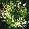 Thumbnail #2 of Tanacetum parthenium by Lilith