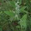 Thumbnail #1 of Chenopodium album by pasi