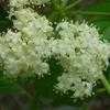 Thumbnail #2 of Sambucus canadensis by Floridian