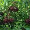 Thumbnail #3 of Sambucus canadensis by poppysue