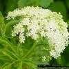 Thumbnail #1 of Sambucus canadensis by Floridian