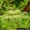 Thumbnail #4 of Sambucus canadensis by Floridian