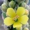 Thumbnail #1 of Verbascum thapsus by htop
