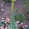 Thumbnail #2 of Verbascum thapsus by htop