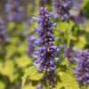Thumbnail #2 of Agastache foeniculum by KevinMc79