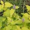 Thumbnail #3 of Agastache foeniculum by Sue_WA