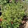 Thumbnail #1 of Stevia rebaudiana by herbin
