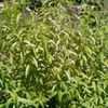 Thumbnail #2 of Aloysia triphylla by herbin
