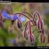 Thumbnail #1 of Borago officinalis by AlaskaGirl