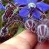 Thumbnail #4 of Borago officinalis by Zanymuse